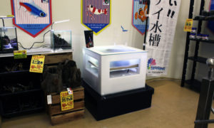 2018年2月19日 チェーン店舗かねだい横浜 レクタングラ販売開始