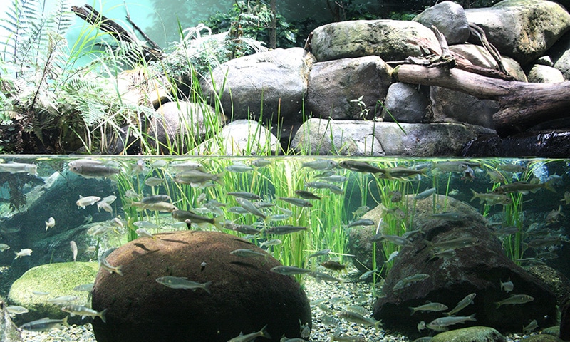 World Freshwater Aquarium Aquatotto Gifu