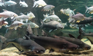 World Freshwater Aquarium Aquatotto Gifu