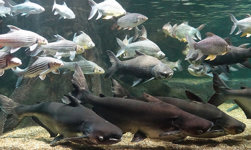 世界淡水魚園水族館