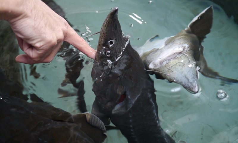 8th November 2019 Shibetsu Salmon Museum