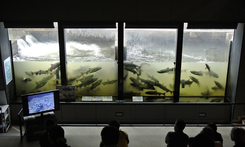 8th November 2019 Shibetsu Salmon Museum