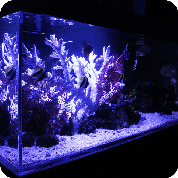 Acrylic Tank