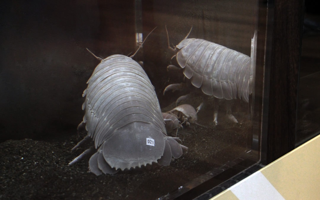 Exhibiting Deep Sea Creatures without Condensation — Sagamigawa Fureai Science Museum