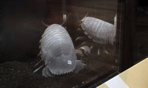 深海に生息するダイオウグソクムシを展示している結露防止水槽