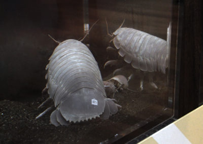 Exhibiting Deep Sea Creatures without Condensation — Sagamigawa Fureai Science Museum