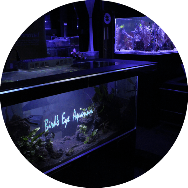 aquariummaintenanceprofessionalaquarist 株式会社スプリング