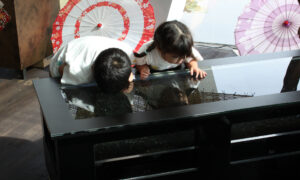 Children, being closer to the height of the table, have an excellent view of the fish.