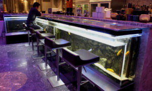 バーカウンターの前に座って、魚が泳ぎ回るのを見ながら食事を楽しむことができます。