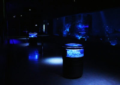 The aquarium at the back is as large as a wall. With a different viewing angle, there is no sense of discomfort putting Bird's Eye Aquarium in front.