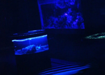 Visitors are being healed by the night glow in deep blue.