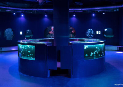 Photo provided by Paris Aquarium. The bar-counter type "Bird's Eye Aquarium" in a donut shape is transformed into a bar counter at night serving drinks while the bar tender can go in and out through the swing door. Copyright ©Aquarium de Paris