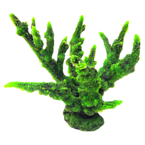 装飾珊瑚 ミドリイシ B 紫＋緑