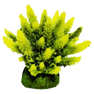 装飾珊瑚 ミドリイシ F 青＋黄