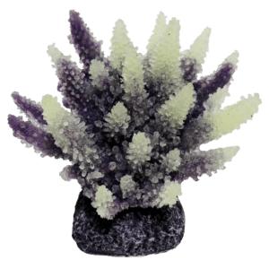 装飾珊瑚 ミドリイシ F 紫＋白