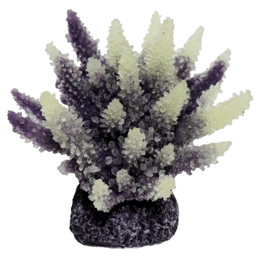装飾珊瑚 ミドリイシ F 紫＋白