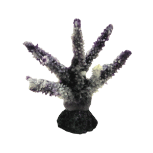 装飾珊瑚 ミドリイシ S 紫＋白