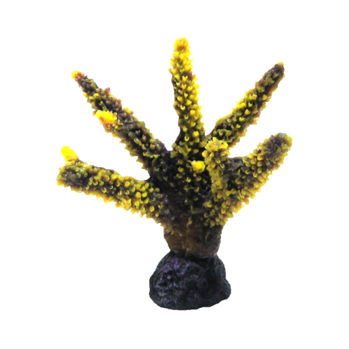 装飾珊瑚 ミドリイシ S 紫＋黄