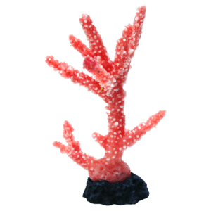 装飾珊瑚 ミドリイシ T ピンク＋白