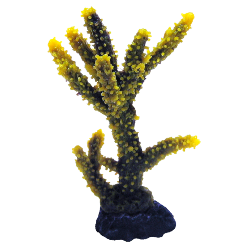 装飾珊瑚 ミドリイシ T 紫＋黄