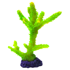 装飾珊瑚 ミドリイシ T 黄＋緑