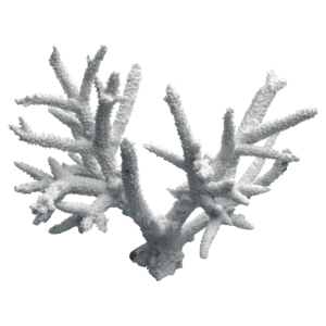 装飾珊瑚 白珊瑚 D 白