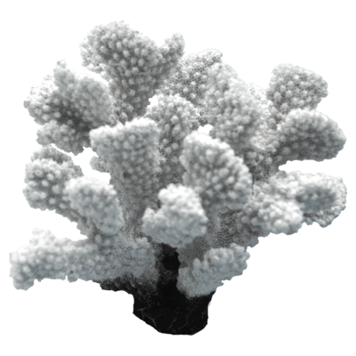 装飾珊瑚 白珊瑚 W 白