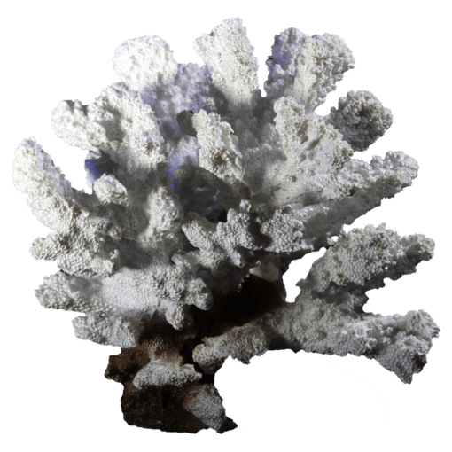 装飾珊瑚 白珊瑚 W1 白