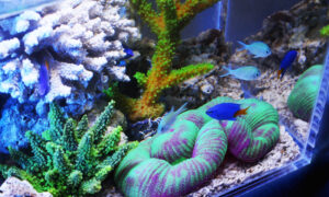 装飾珊瑚 水槽をおしゃれなインテリアに変身