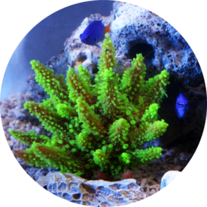 装飾珊瑚 水槽を彩り豊かに