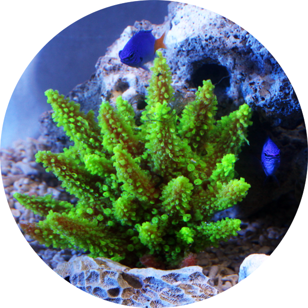 裝飾珊瑚 色彩豐富