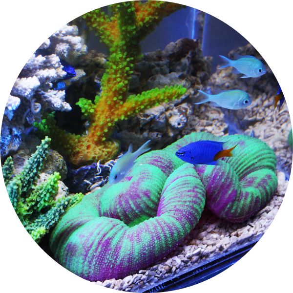 裝飾珊瑚 螢光色彩