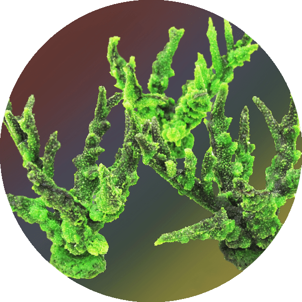 装飾珊瑚 自然な形状