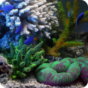 彩り豊かでリアルな飾り珊瑚