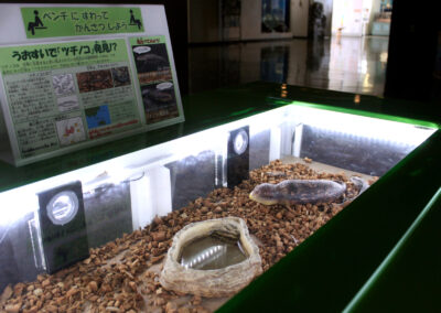 【魚津水族館のキッズコーナー】バーズアイ水槽レクタングラ120から改造された上見水槽で爬虫類の飼育を見るのが予想以上に面白いですよ。