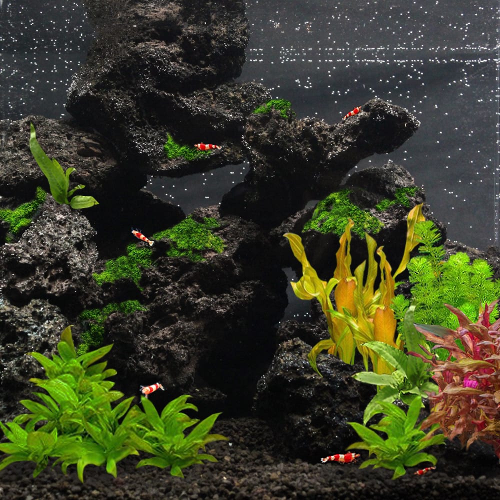 高濾過溶岩 エビアクアリウム