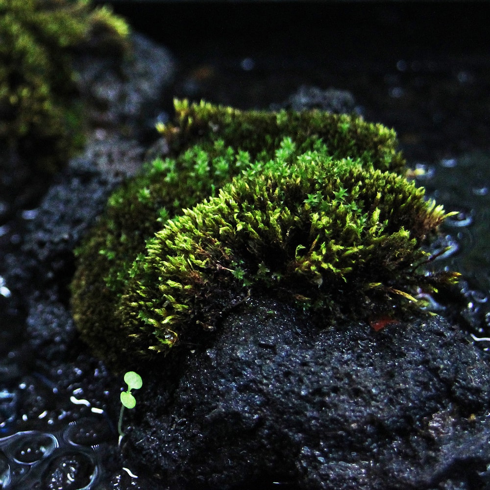 高濾過溶岩 テラリウム