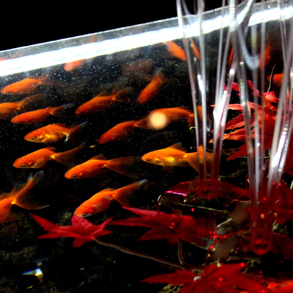 バーズアイ水槽 湧テーブル レクタングラ ブラック 上から鮮明に見える